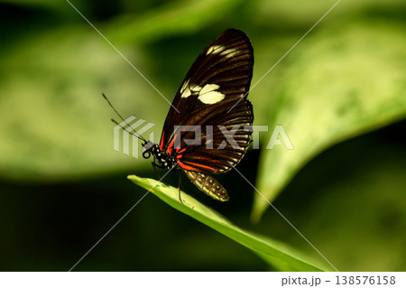 Heliconius melpomene butterfly resting on tropical leaf macro wildlife Heliconius melpomene butterfly resting on tropical leaf macro wildlife 138576158