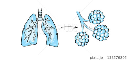 Cells structure sketch 138576295