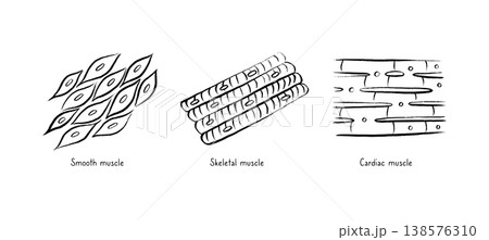 Cells structure sketch Cells structure sketch 138576310