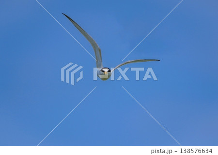 こちらに向かって飛んでくるコアジサシ 青空を背景にしたダイナミックな正面構図 138576634