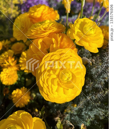 黄色い花 黄色い花 138576806