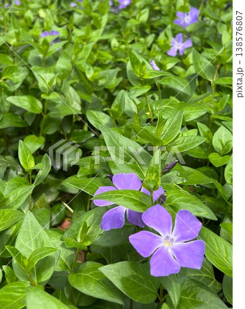 春の野に咲く紫色の花 春の野に咲く紫色の花 138576807
