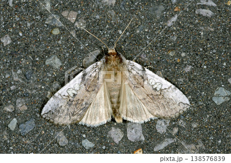 マエジロトガリバ(北海道・知床) マエジロトガリバ(北海道・知床) 138576839