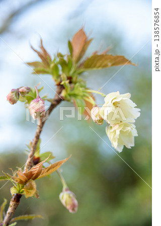 開花した御衣黄の薄緑色の花 開花した御衣黄の薄緑色の花 138576854