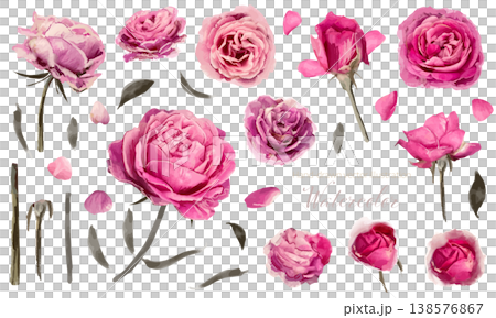 ピンク色のロマンティックな薔薇のベクターイラストセット ピンク色のロマンティックな薔薇のベクターイラストセット 138576867