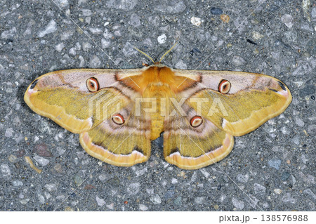 ヒメヤママユの雌(北海道・知床) ヒメヤママユの雌(北海道・知床) 138576988