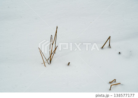雪面から顔を出す枯草　a-2 フィルム調 138577177