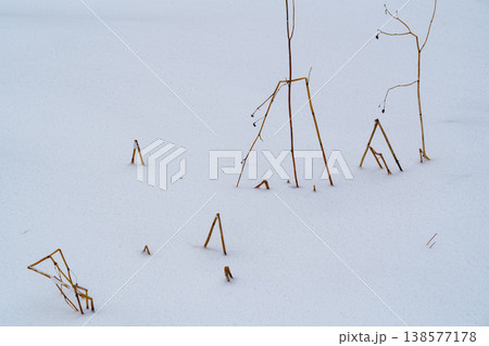 雪面から顔を出す枯草　b-1 138577178