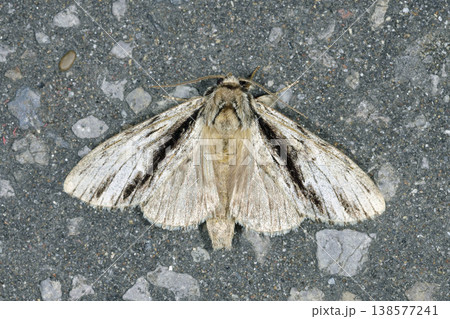 クビワシャチホコ（北海道・知床） 138577241