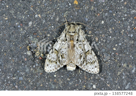 スズキシャチホコ(北海道・鶴居村) スズキシャチホコ(北海道・鶴居村) 138577248