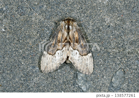 カエデシャチホコ（北海道・知床） 138577261