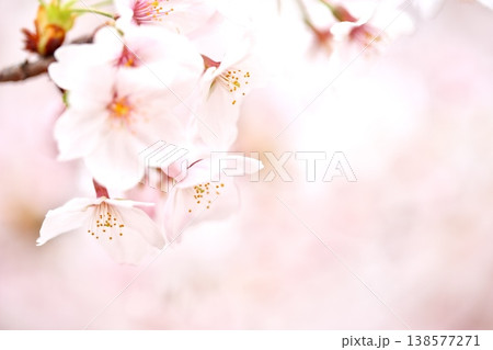 サクラの香りかおる春の花 サクラの香りかおる春の花 138577271