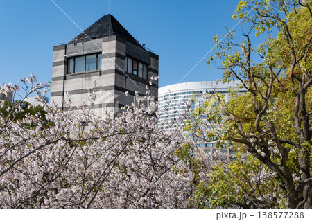 満開の桜の木とビルの風景 満開の桜の木とビルの風景 138577288