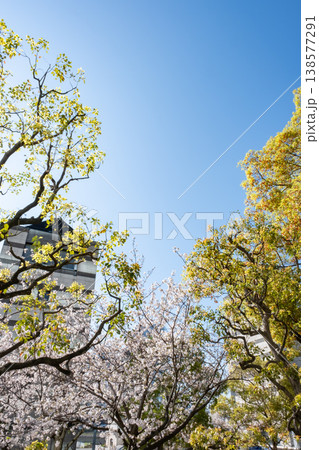 満開の桜の木と新緑 満開の桜の木と新緑 138577291