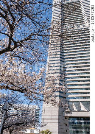 満開の桜の木とビルの風景 満開の桜の木とビルの風景 138577293