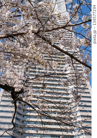 満開の桜の木とビルの風景 満開の桜の木とビルの風景 138577294