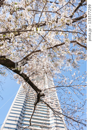 満開の桜の木とビルの風景 138577299