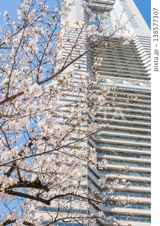 満開の桜の木とビルの風景 満開の桜の木とビルの風景 138577307