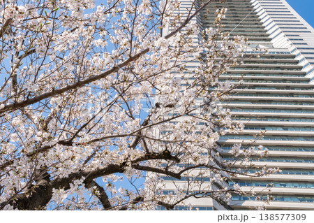 満開の桜の木とビルの風景 138577309