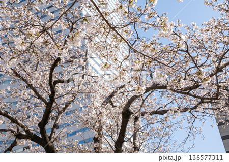 満開の桜の木とビルの風景 満開の桜の木とビルの風景 138577311