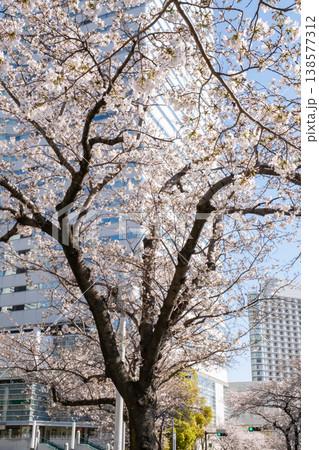 満開の桜の木とビルの風景 満開の桜の木とビルの風景 138577312