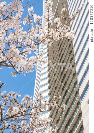 満開の桜の木とビルの風景 138577316