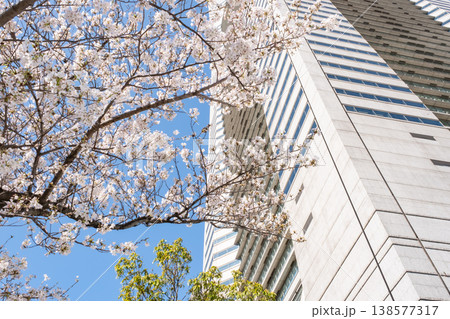 満開の桜の木とビルの風景 満開の桜の木とビルの風景 138577317