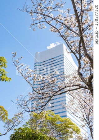 満開の桜の木とビルの風景 満開の桜の木とビルの風景 138577320