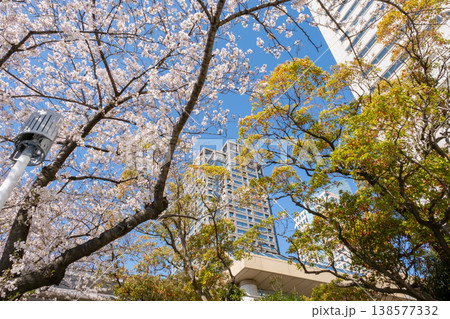 満開の桜の木とビルの風景 満開の桜の木とビルの風景 138577332