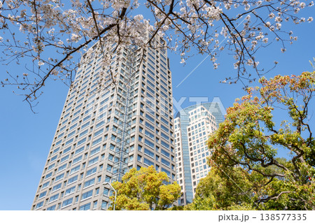 満開の桜の木とビルの風景 満開の桜の木とビルの風景 138577335