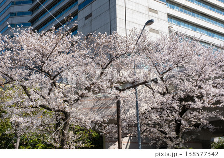 満開の桜の木とビルの風景 満開の桜の木とビルの風景 138577342
