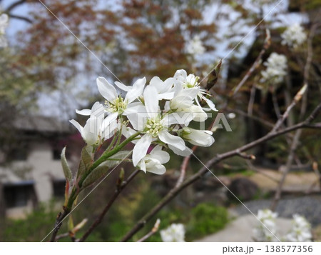 ジューンベリーの花 138577356