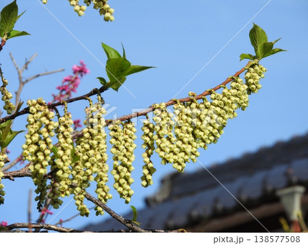 キブシ(木五倍子)の花:雄花 キブシ(木五倍子)の花:雄花 138577508
