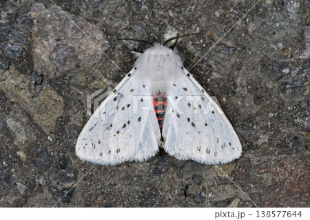 アカハラゴマダラヒトリ(北海道・知床) アカハラゴマダラヒトリ(北海道・知床) 138577644