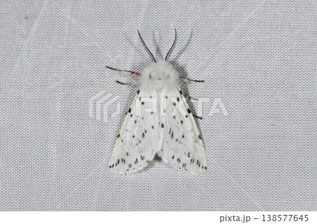 アカハラゴマダラヒトリ（北海道・知床） 138577645