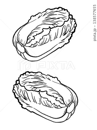 筆タッチの白菜 筆タッチの白菜 138577655