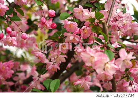 ピンク色の花の花海堂 ピンク色の花の花海堂 138577734