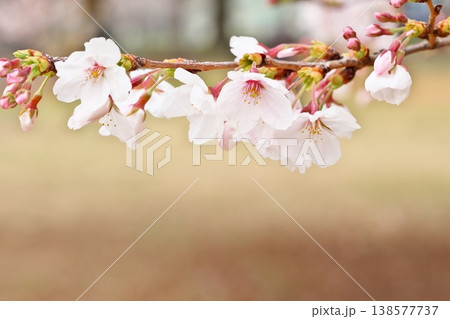 サクラ咲く、春の香りと日本の風景 138577737