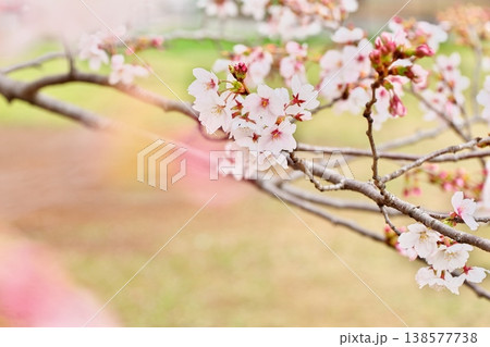 サクラ咲く、春の香りと日本の風景 138577738