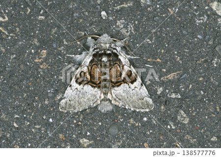 ネグロケンモン（北海道・様似町） 138577776