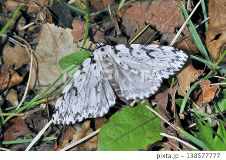 ノンネマイマイの雌（北海道・知床） 138577777