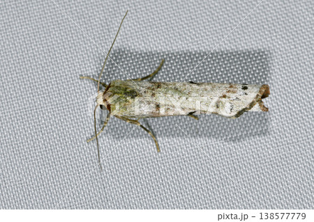 ハネモンリンガ（北海道・知床） 138577779