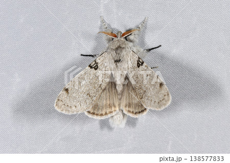 アカヒゲドクガの雄（北海道・鶴居村） 138577833