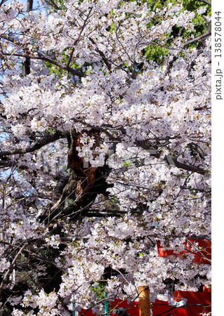 名古屋市・和徳稲荷社の桜 名古屋市・和徳稲荷社の桜 138578044