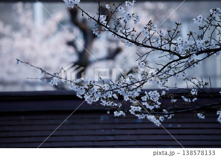 名古屋市・闇之森八幡社の桜 名古屋市・闇之森八幡社の桜 138578133