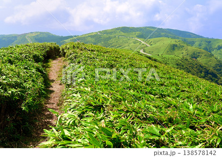 伊豆半島　夏の伊豆山稜線歩道　達磨山より望む笹原の縦走路 138578142