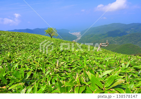 伊豆半島の伊豆山稜線歩道　笹原の達磨山より望む戸田漁港 138578147