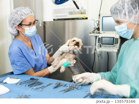 Veterinary female doctor and guy assistant carry out examination and treatment of Yorkshire terrier 138578166
