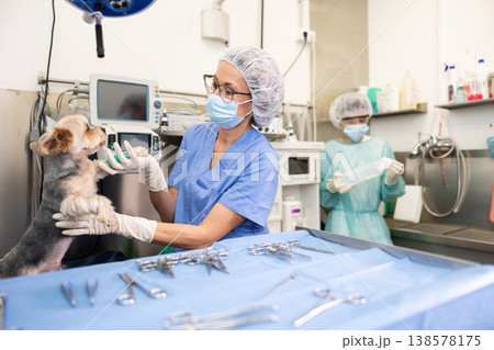 Veterinary female doctor and guy assistant carry out examination and treatment of Yorkshire terrier 138578175