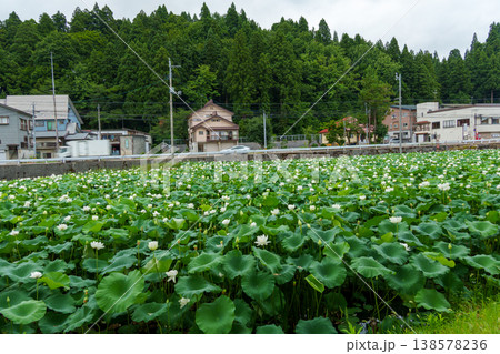 250803十日町市川治堤の蓮 138578236
